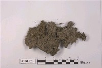 藏品(狹瓣細鱗蘚)的圖片